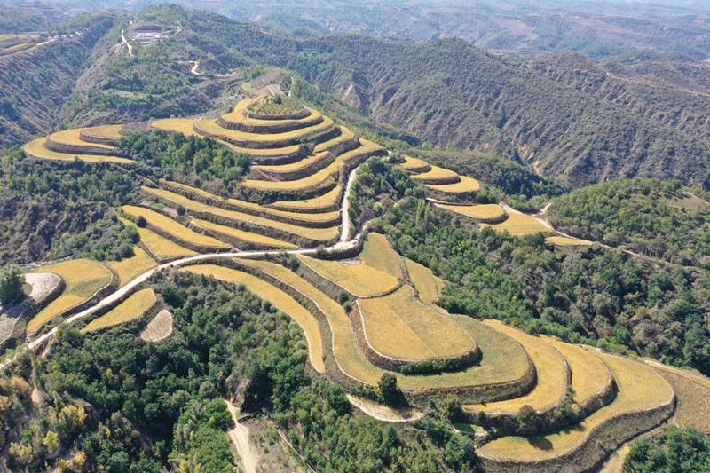 志丹县保安街道办冯坡村小杂粮种植基地.jpg