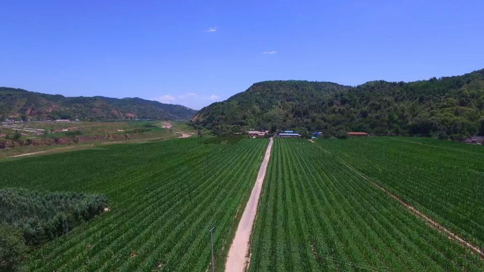志丹县金丁镇胡兴庄村大豆玉米带状复合种植基地.jpg