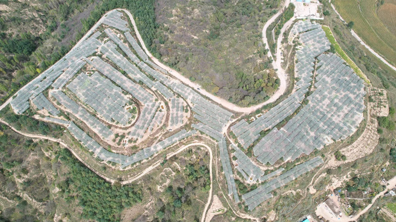 志丹县杏河镇牛寨村苹果种植基地 (1).jpg