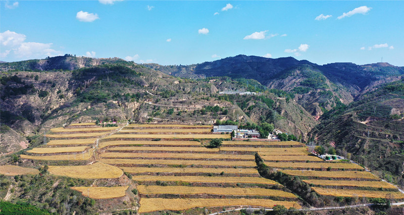 志丹县杏河镇牛寨村谷子示范基地.jpg